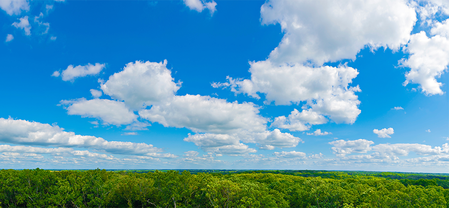 Michigan forest with a bright blue sky and clean crisp air